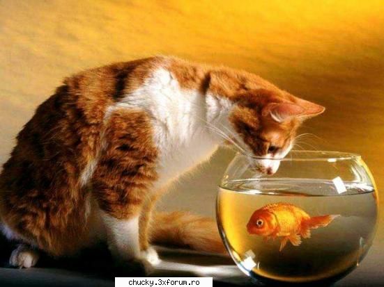 poze amuzante :)) ....