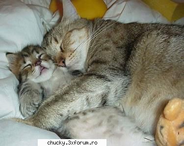 Poze amuzante :)) - chiar se iubesc...nu gluma - Funny