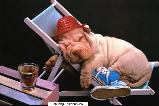 Poze amuzante :)) - si io am catzel - Funny