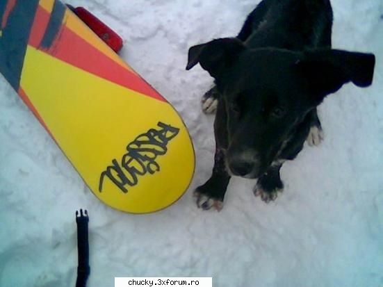 Prietenii mei .cunoscuti sau nu ..tat ei is` - Nice doggy,cute doggy.A dracu javra s-a pishat pe - Poze